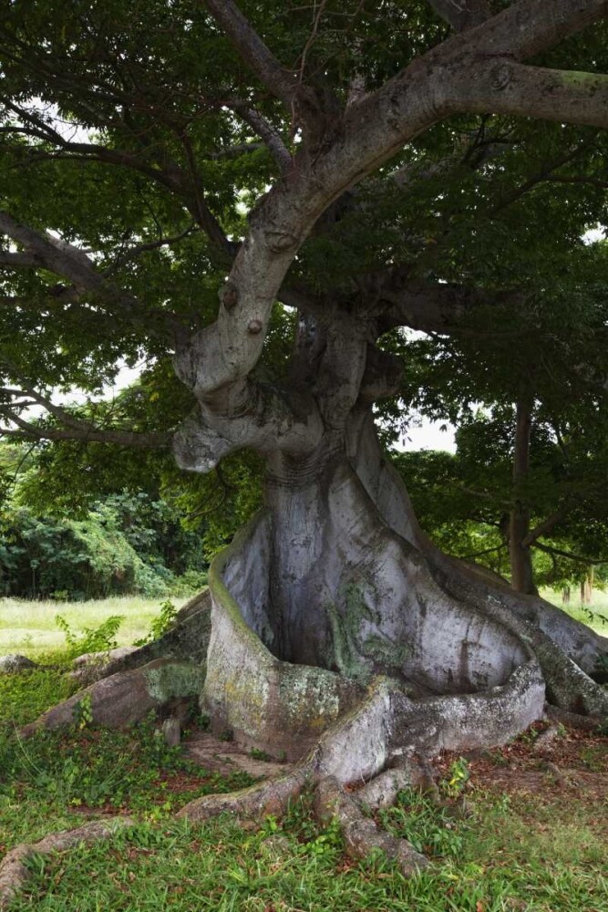 Puerto Rico, Viegues Island Ceiba tree by Dennis Flaherty - Item # VARPDXCA27BJA0021