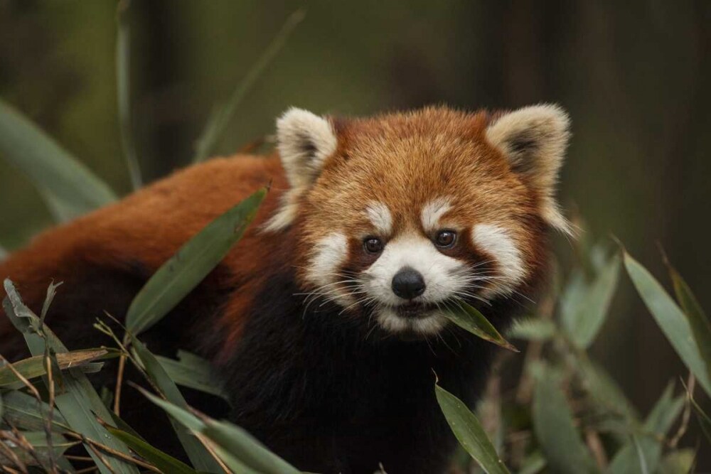 China, Chengdu Red or lesser panda eating by Jim Zuckerman - Item ...