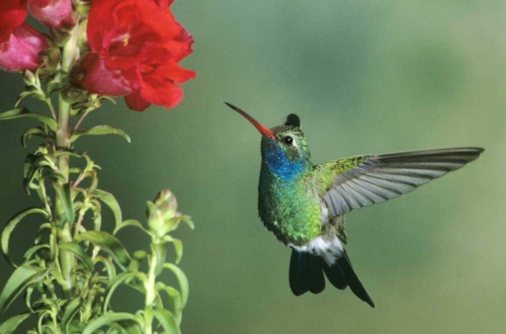 AZ, Broad-billed hummingbird hovering by flower by Dave Welling - Item ...