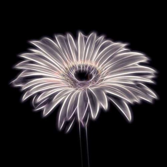 FTBR 1659 Gerbera Poster Print by Assaf Frank - Item # VARPDXFTBR1659