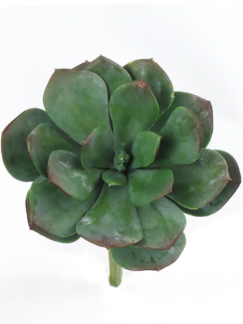 12-Pack: Real Touch Aeonium Succulent Plant, 6&#x22; Wide by Floral Home&#xAE;