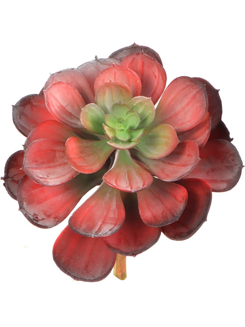 Set of 12: Burgundy-Green Aeonium Succulent Plant | 6.5&#x22; Wide | Lifelike Faux Greenery Accents | Realistic Decorative Plants | Botanical Centerpieces | Home &#x26; Office Decor