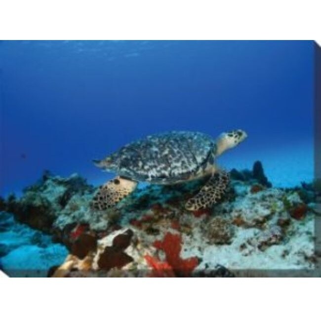 Outdoor Living and Style Blue and Black Turtle Outdoor Canvas ...