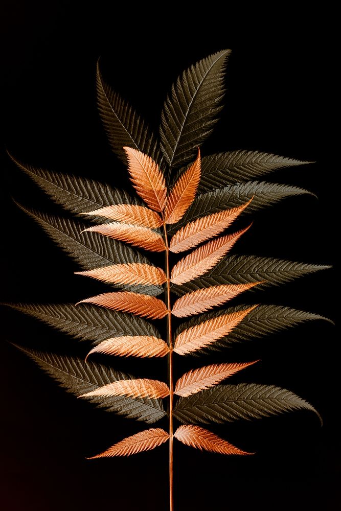 Fall Leaves 6 by Ian Winstanley - Item # VARPDXW1154D