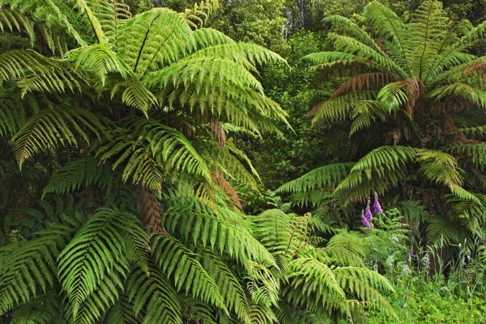 New Zealand, South Island Tree ferns by Dennis Flaherty - Item # VARPDXAU02BJY0014