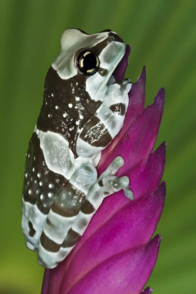 Brazil, Amazon Basin Amazon milk frog by Dennis Flaherty - Item # VARPDXSA04BJA0045