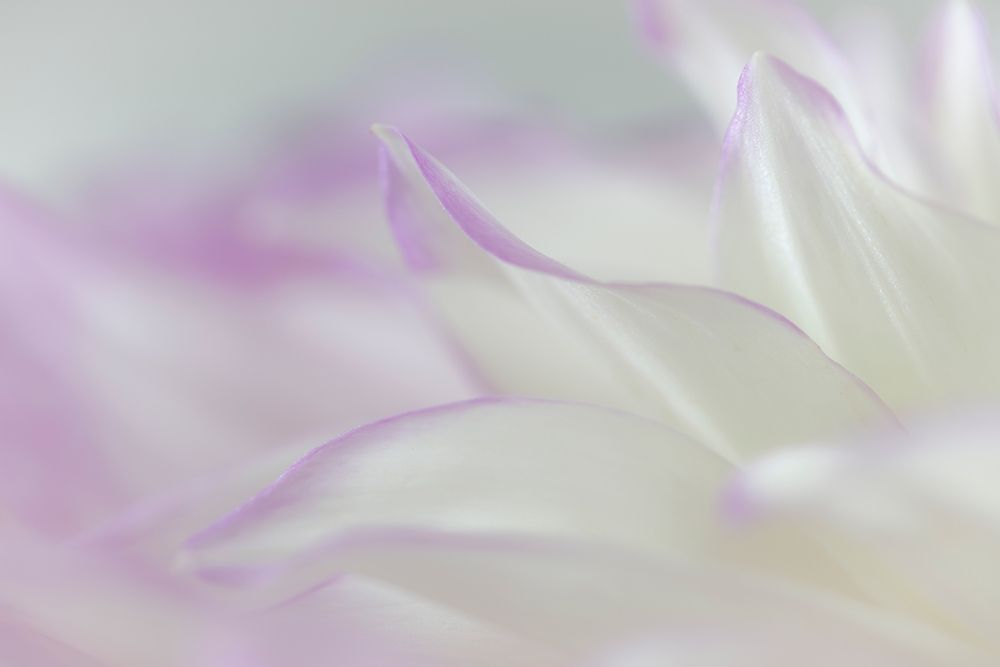 Dahlia Petals II Poster Print by Kathy Mahan # PSMHN904