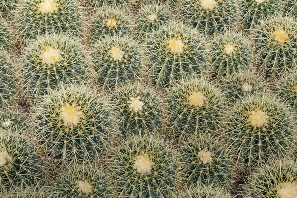 Arizona, Tucson Cactus at Bachs Cactus Nursery by Don Paulson - Item # VARPDXUS03BJA0137