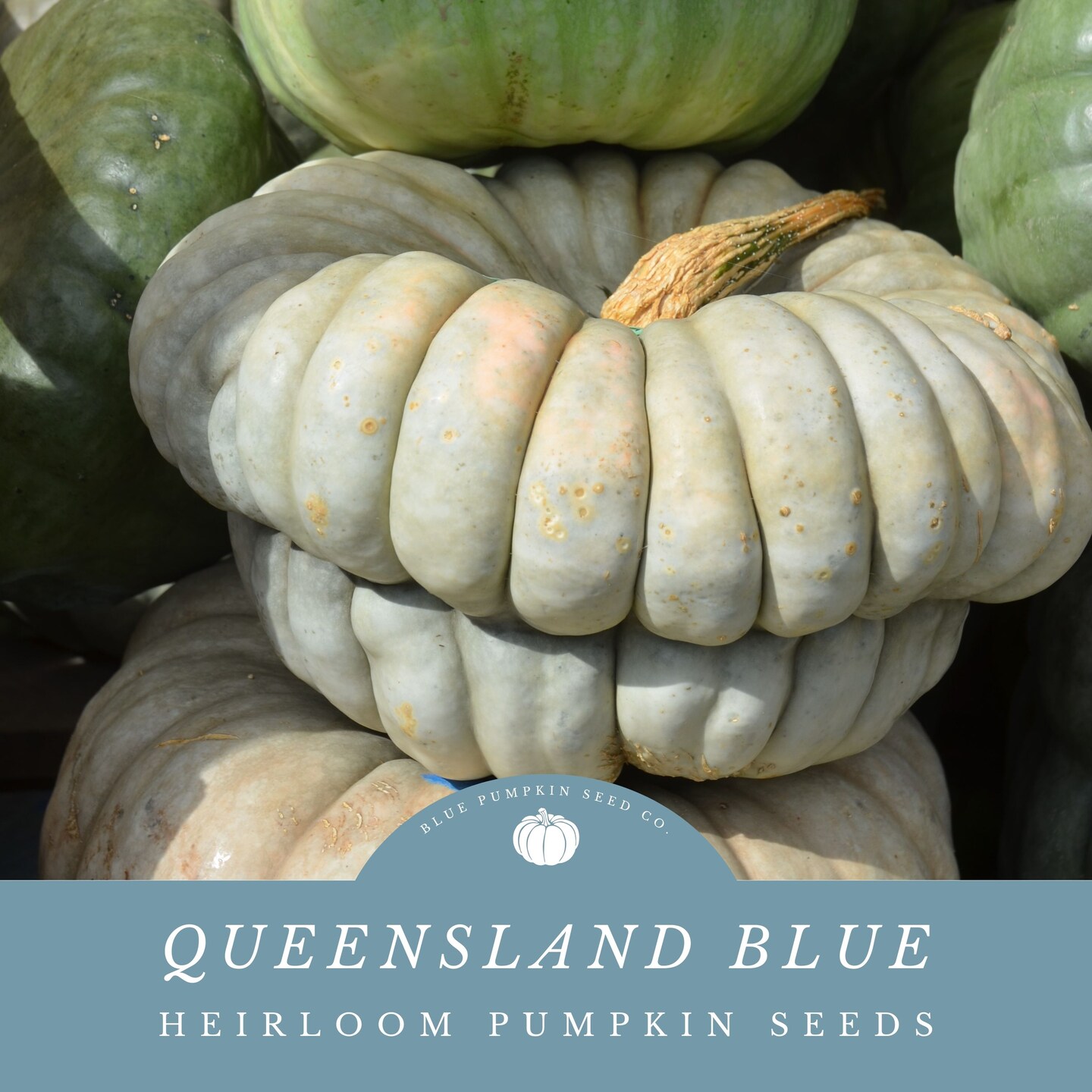 Queensland Blue Pumpkin seeds | MakerPlace by Michaels