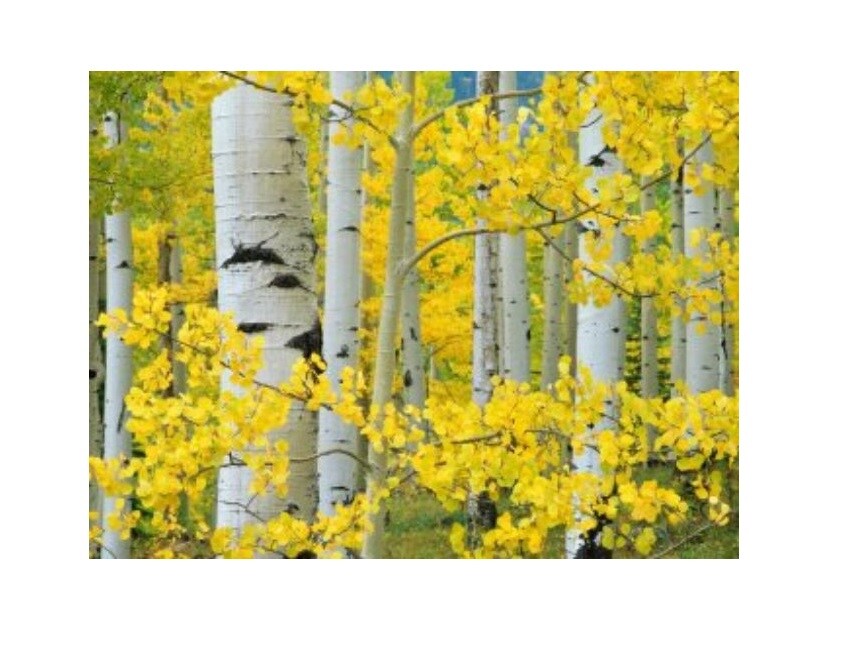 Outdoor Living and Style Yellow and White Aspen Trees Outdoor Canvas Rectangular Wall Art Decor 30" x 40"