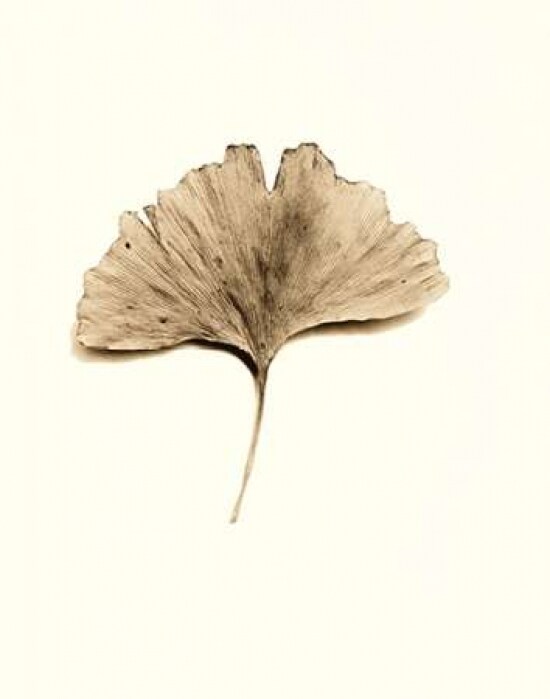 Ginkgo Leaf Poster Print by Alan Blaustein - Item # VARPDXB1264D