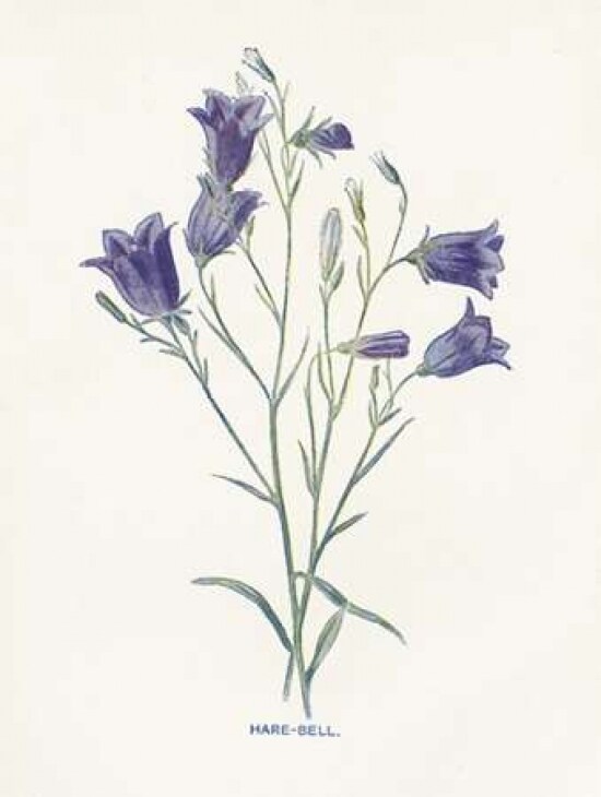 Hare-Bell Poster Print by Gwendolyn Babbitt - Item # VARPDXBAB429