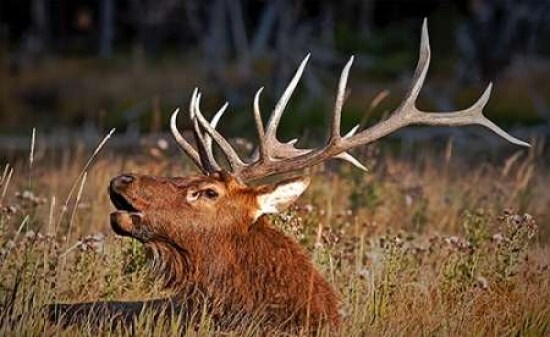 Bull Elk Poster Print by John Stalowy - Item # VARPDXJSP1004