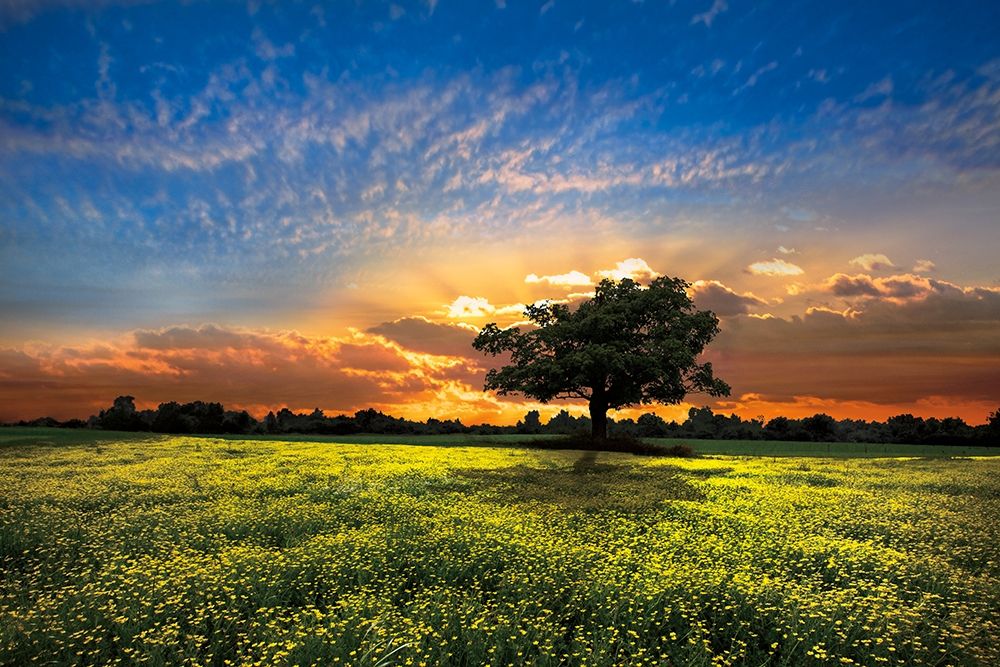 Shadows At Sunset Poster Print by Celebrate Life Gallery - Item # VARPDXPOD60398