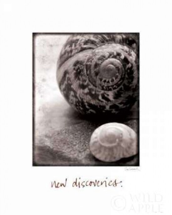 New Discoveries Poster Print by Sue Schlabach - Item # VARPDX5845