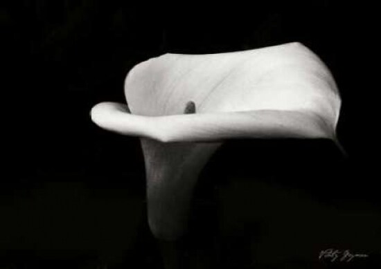 Calla Lily III Poster Print by Vitaly Geyman - Item # VARPDXPSVIT204