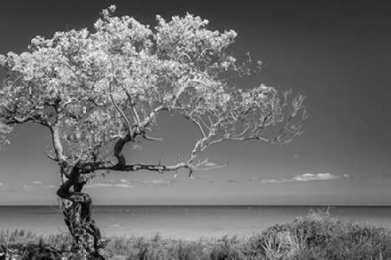 Lone Tree I Poster Print by Kathy Mahan - Item # VARPDXPSMHN582