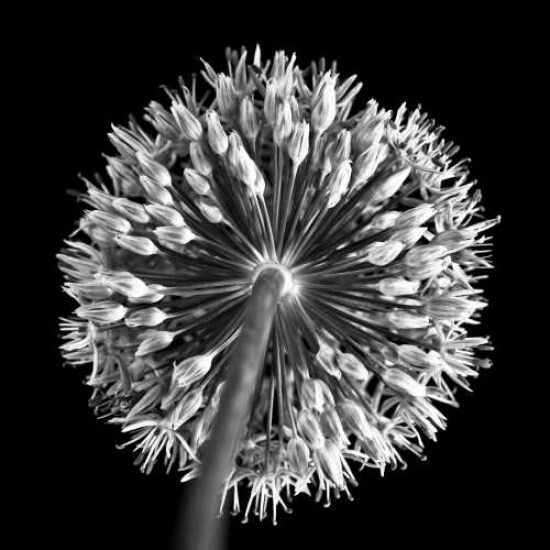FTBR 1135 Allium B-W Poster Print by Assaf Frank - Item # VARPDXFTBR1135