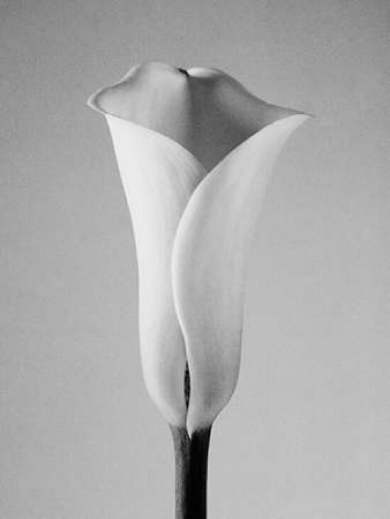 Calla No. 1 Poster Print by PhotoINC Studio - Item # VARPDXIN2361