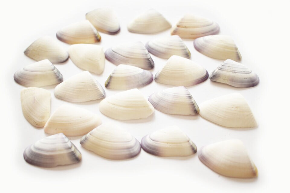 1.5 Inches Connate Donax Shells