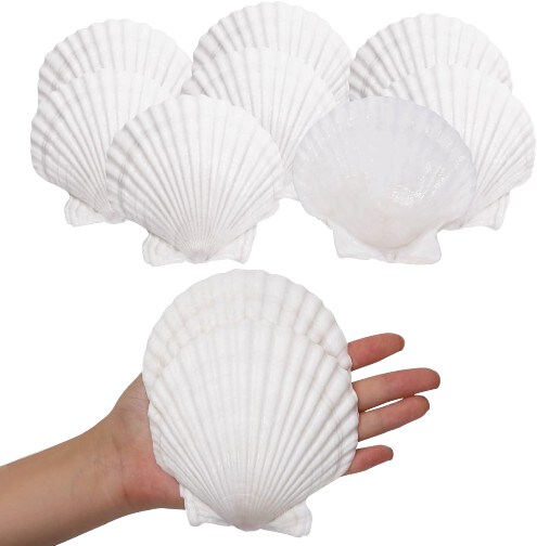 Natural Seashells for DIY Crafts 10 pcs