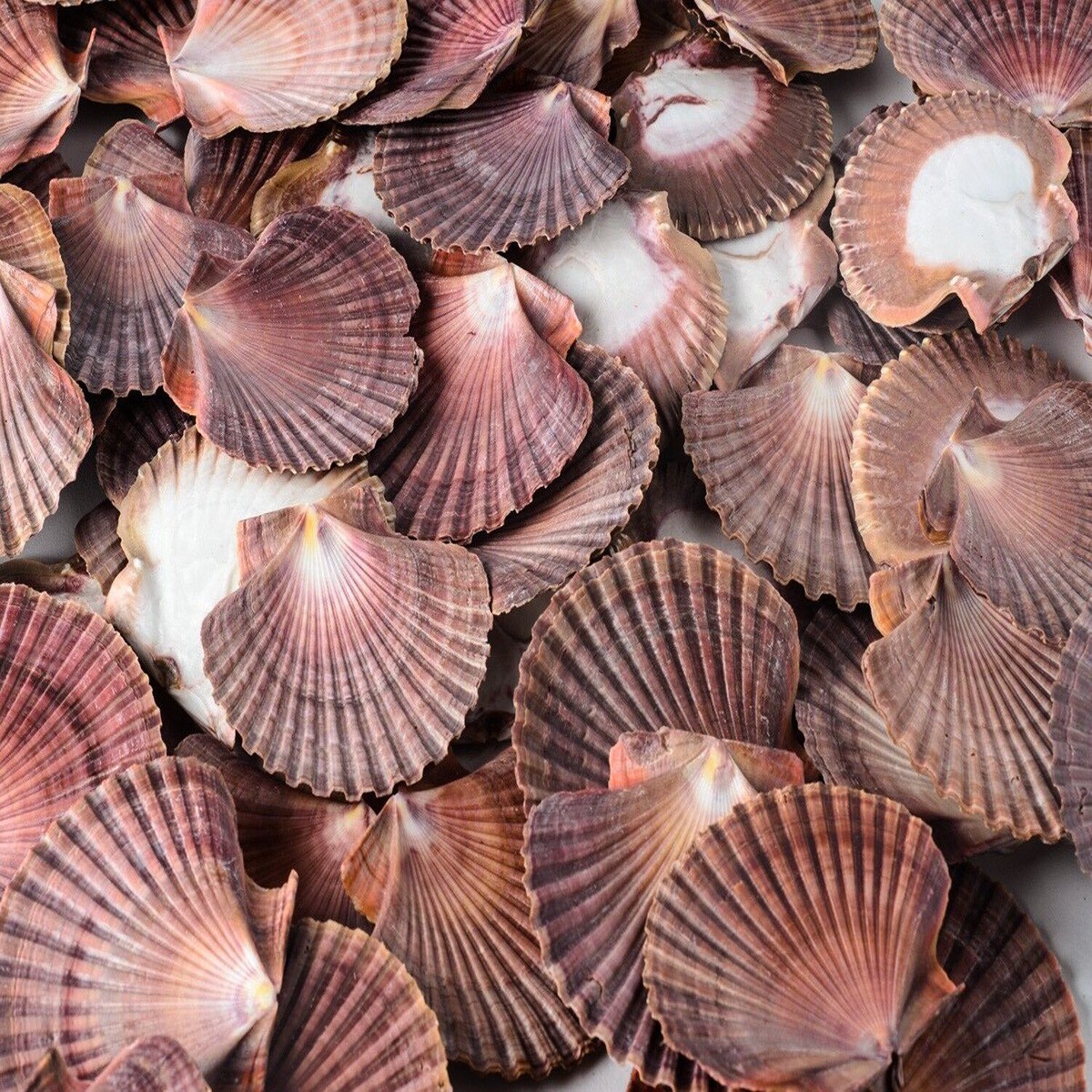 3 Inches Tubby Scallop Shells 25 pcs