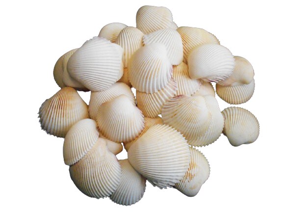 2 Inches Winsome Rose Cockle Shells