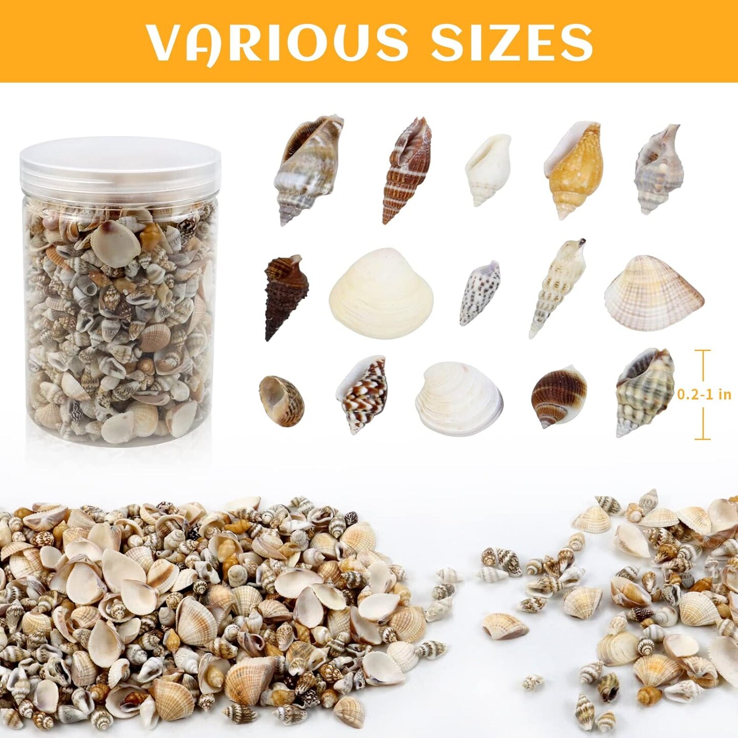 Mini Sea Shells Mixed Ocean Beach Seashells 1000 pcs