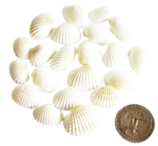 1/2 Inch Small Ark Seashells 100 pcs