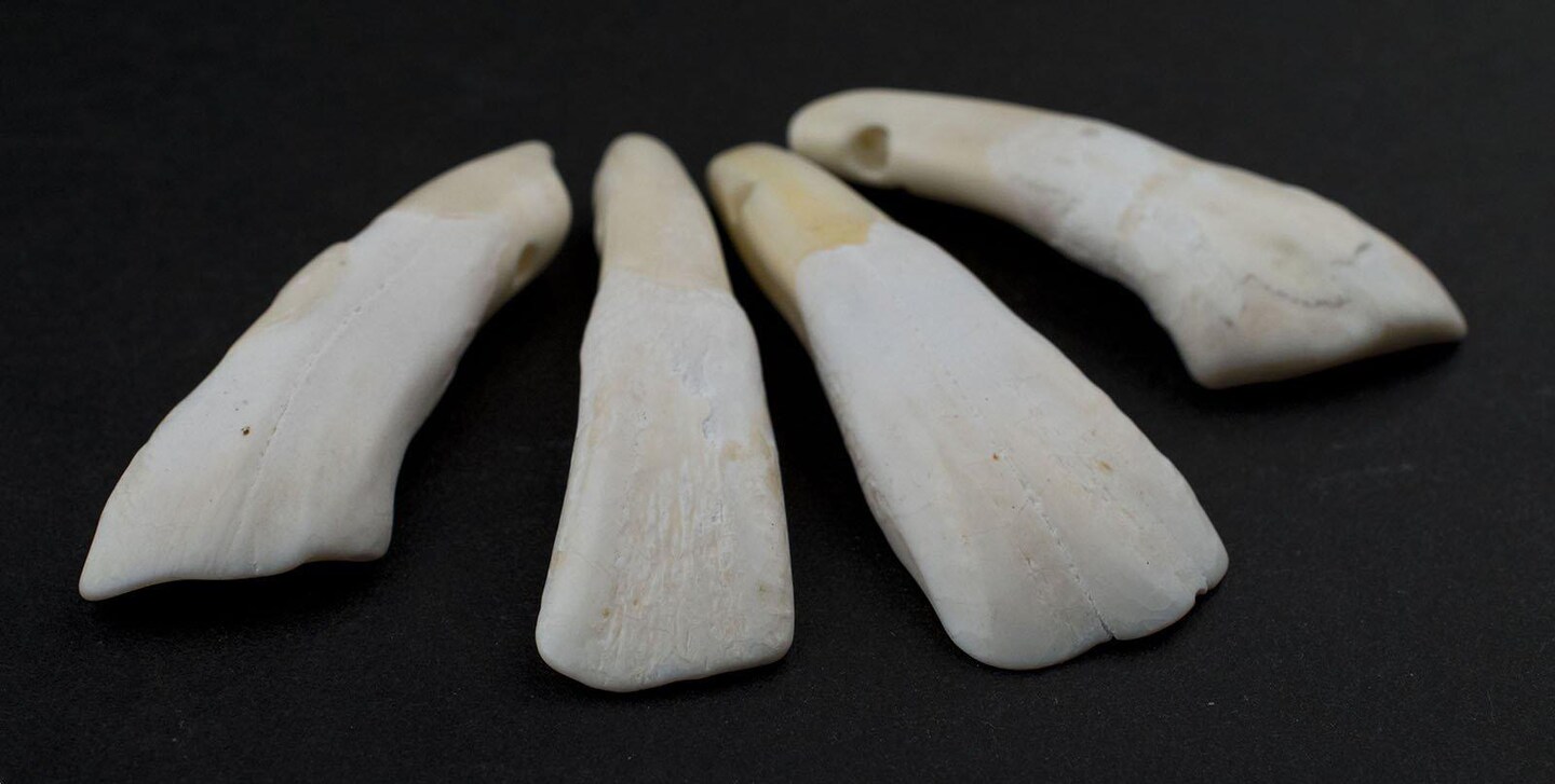 TheBeadChest Water Buffalo Tooth Pendants Set of 4 Nepal White Unusual Bone Large Hole