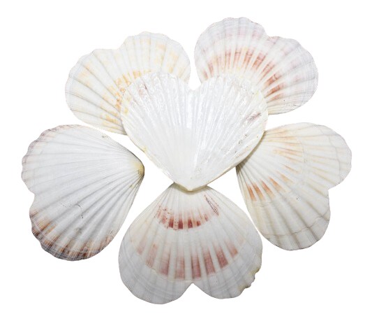 4 Inches Natural Heart Shaped Scallop Shells