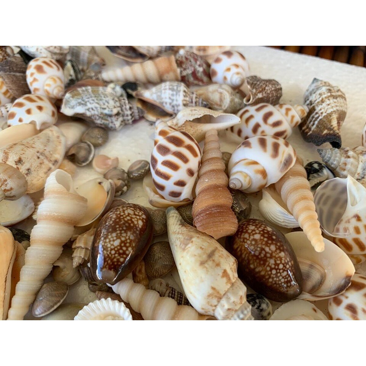 Genuine Assorted Seashells