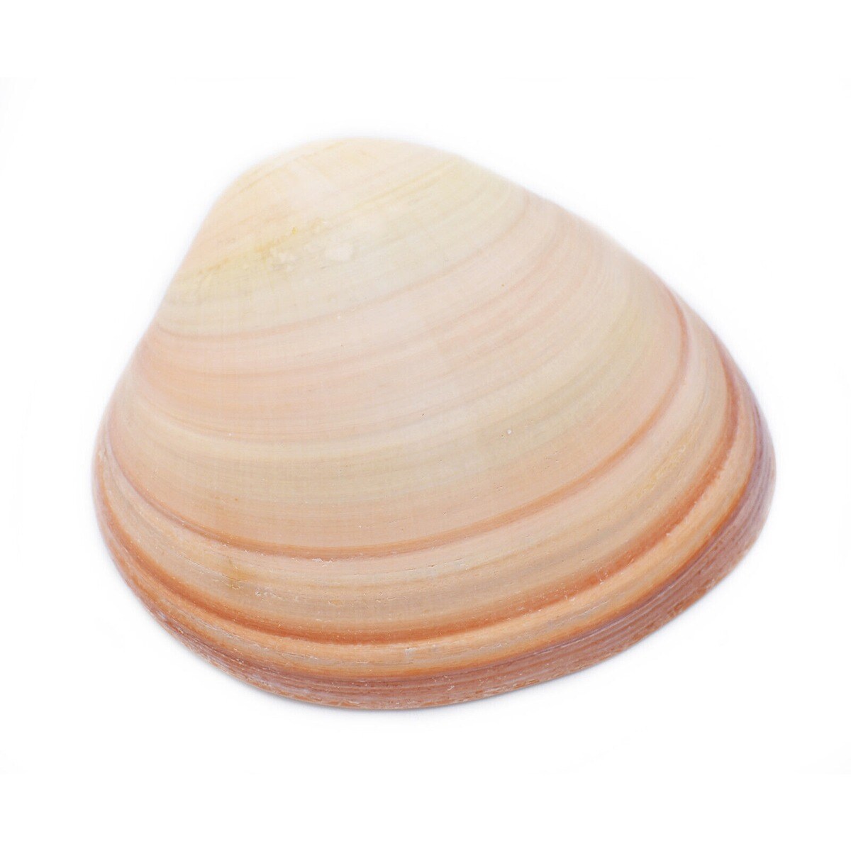 4 Inches Globular Quahog Clam Shell 2 packs