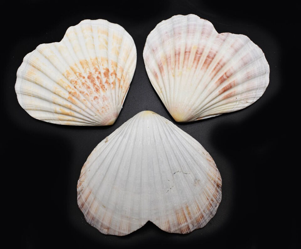 4 Inches Natural Heart Shaped Scallop Shells