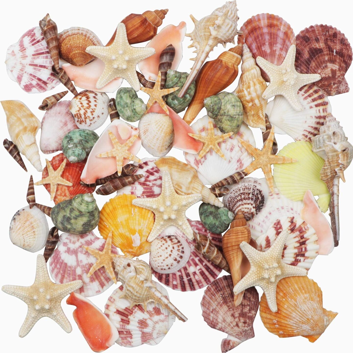 Natural Mixed Beach Seashells 9 pcs