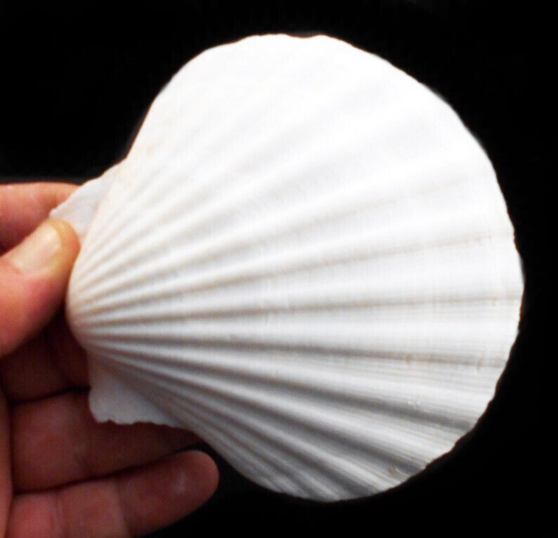 4.5 Inches Simple Baking Scallop Shells