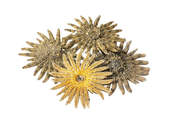 3 Inches Multileg Sunflower Starfish Sea Shell
