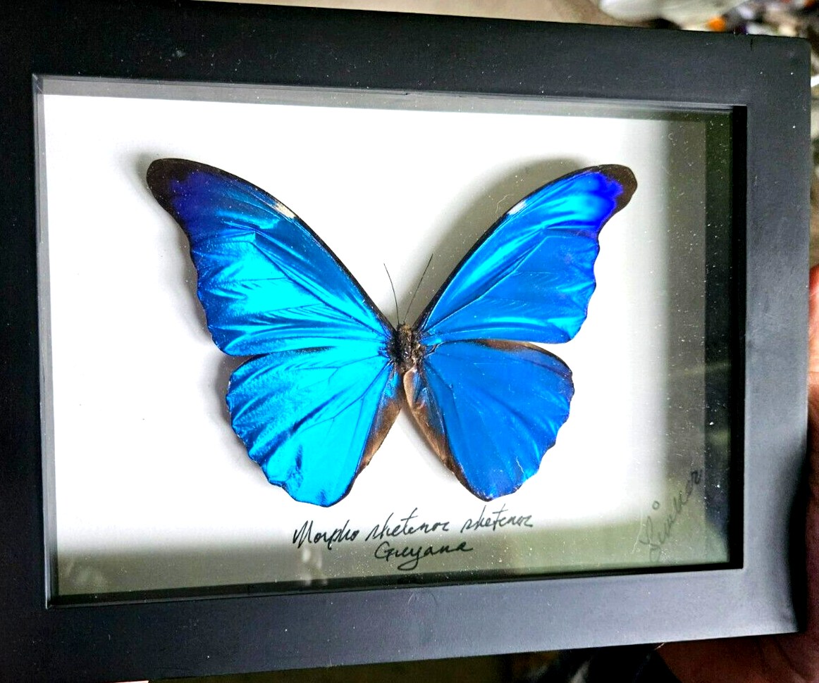 Blue Morpho Butterfly Stcker By Ella Glbert