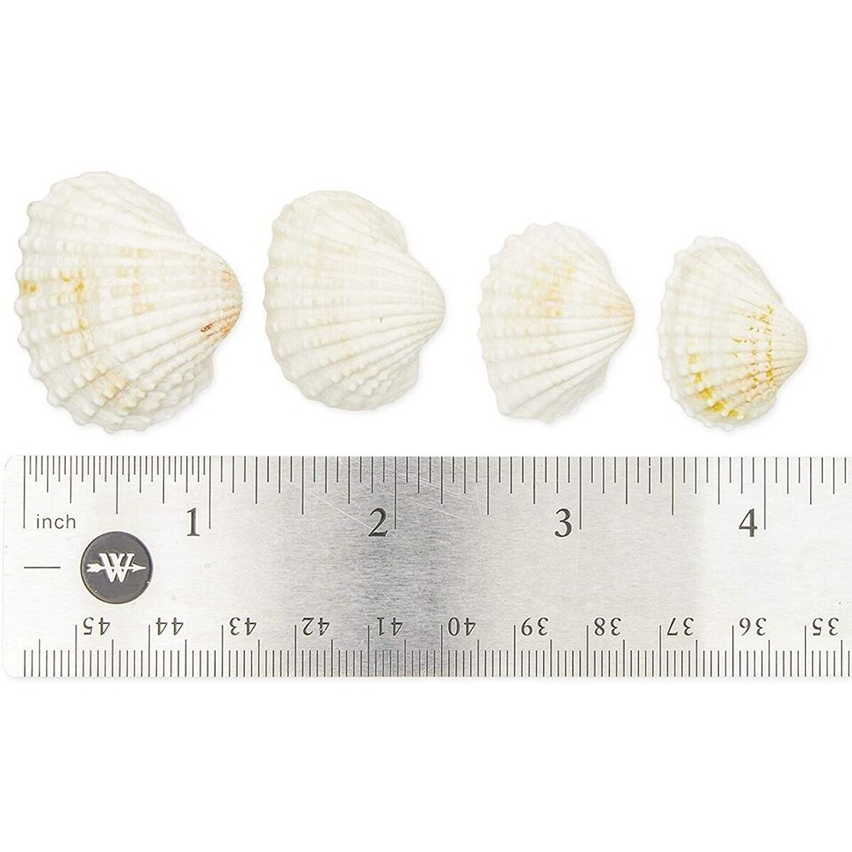 Unpigmented Beach Seashells 200 pcs