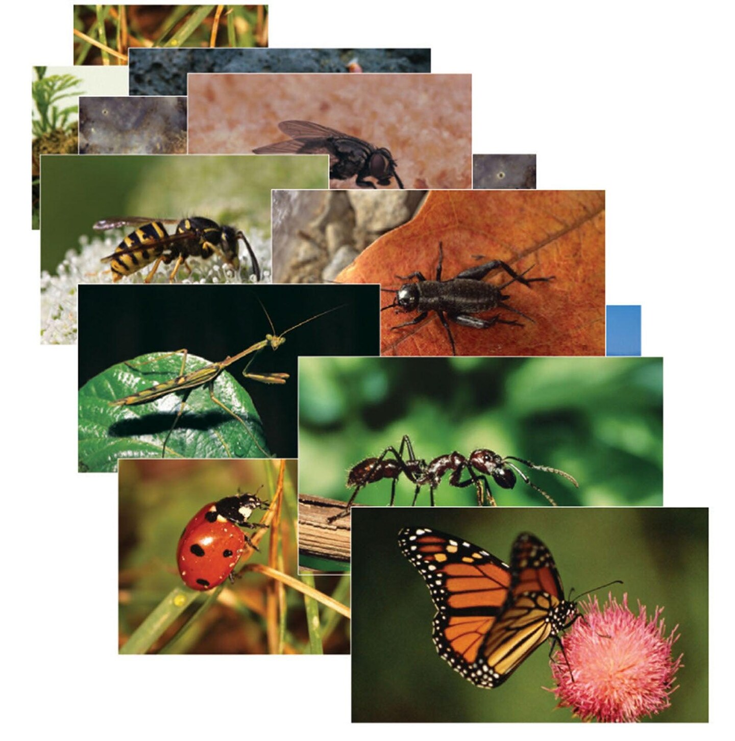 Insects &#x26; Bugs Real Life Learning Poster Card Set, Set of 14