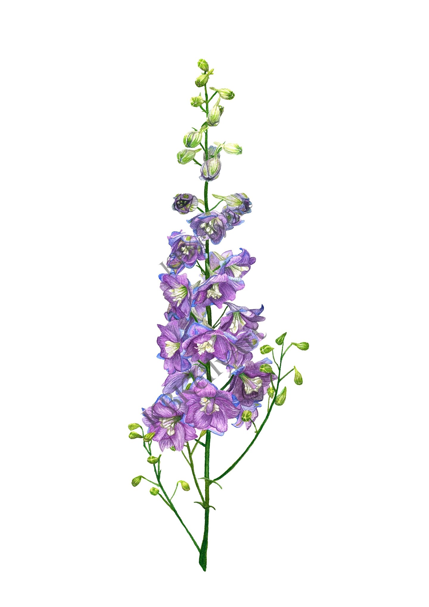 Larkspur Flower Watercolor Art Print Delphinium July Birth Month Flower Painting Wall Art Birthday Gift for Mom Home Decor Wild Flowers Gift