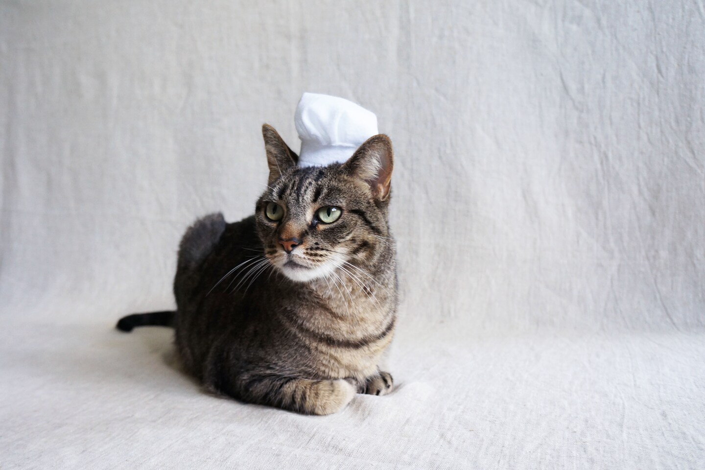 Chef Hat For Cats | Cat hat product 4