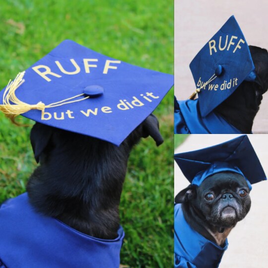Graduation Dog Gown, size: M