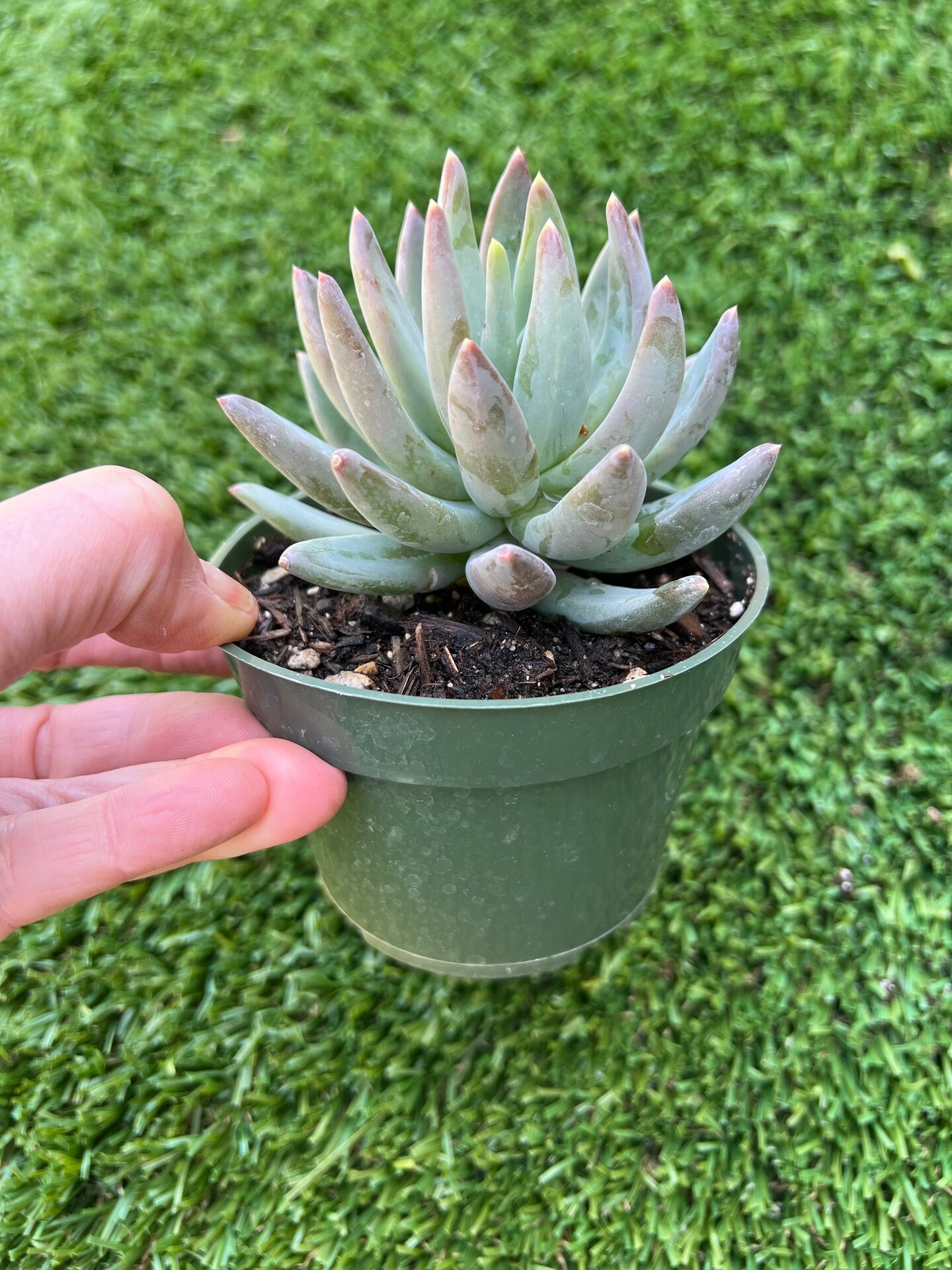 Pachyphytum Little Jewel, Succulent 4 | MakerPlace by Michaels