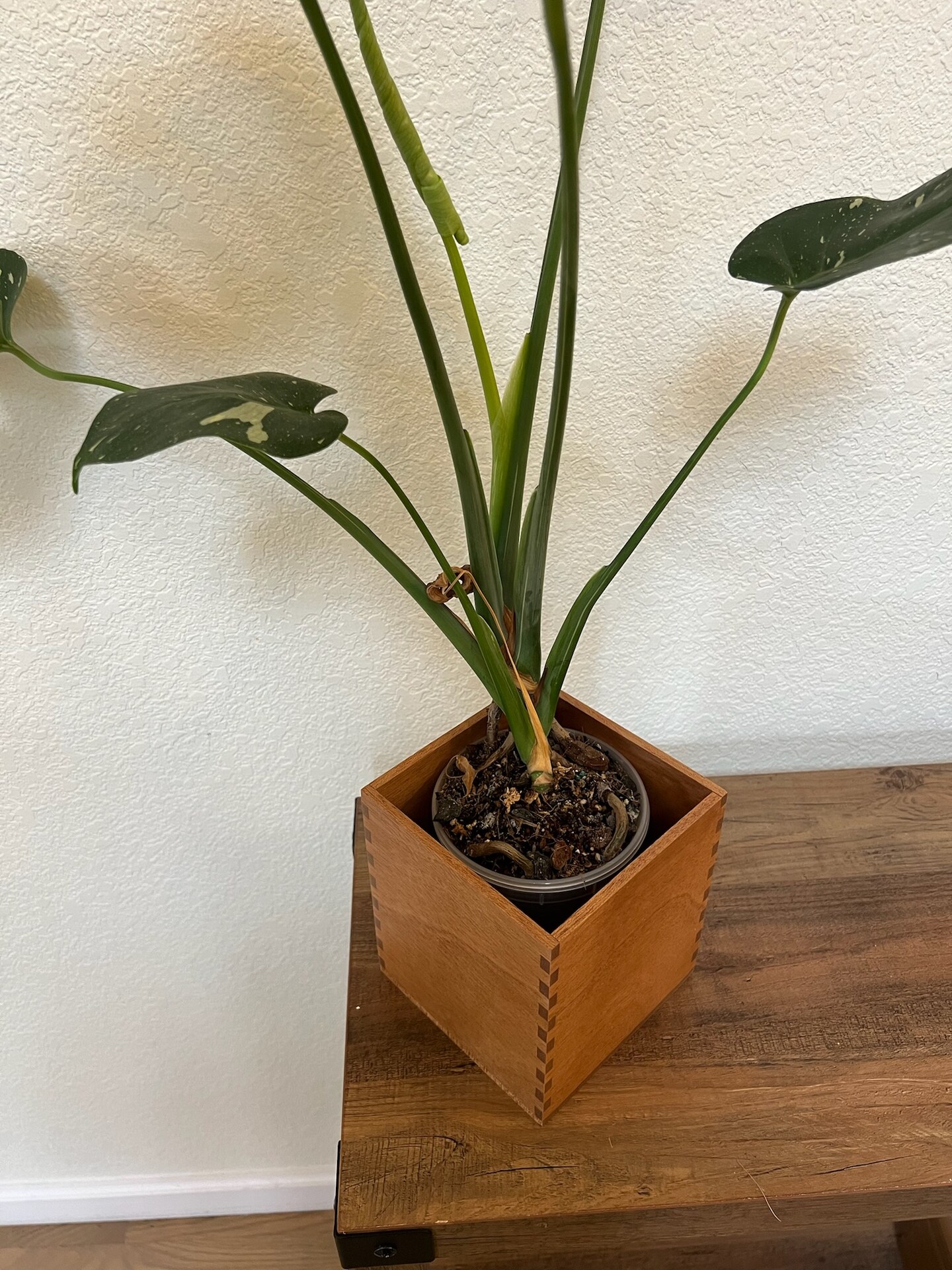 Handmade solid African mahogany hardwood for self-watering planters - indoor planter box - plant container - wooden box product 7