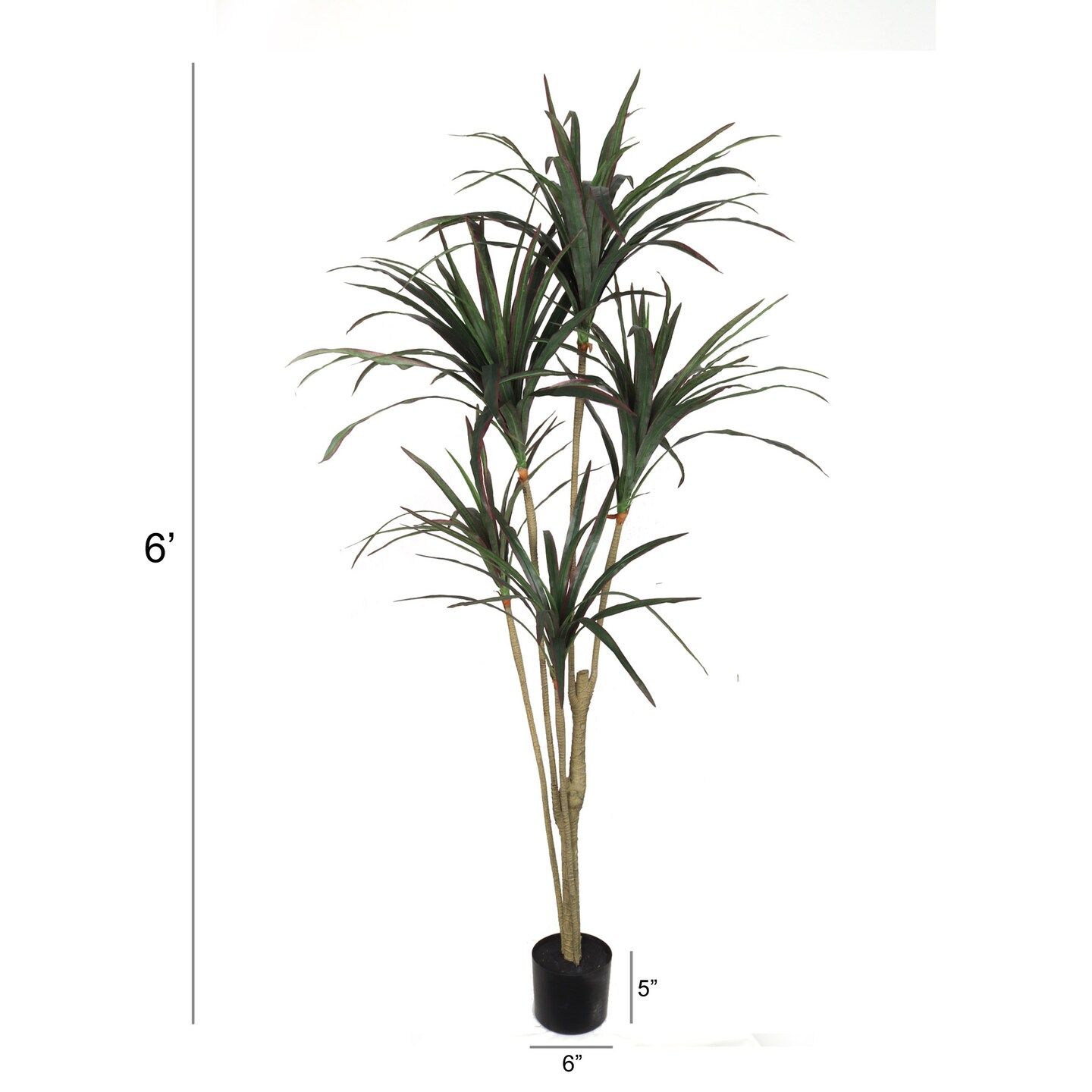 Stunning 5-Foot Tall Dracaena Marginata - Lush, Air-Purifying Indoor Plant in Decorative Pot - Perfect for Home or Office Decor, Floral Home by Artificial Flowers