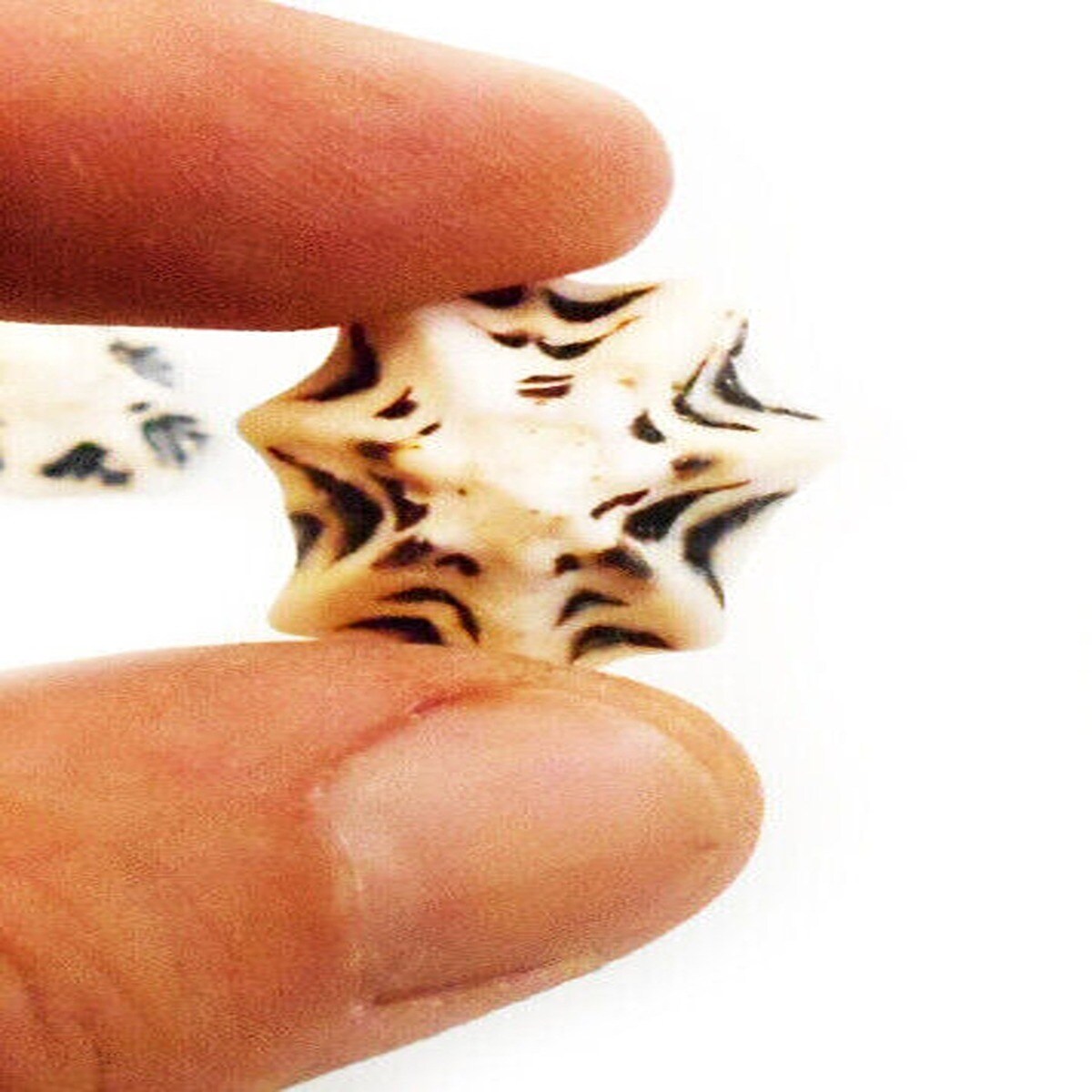 Cute Little Star Limpet Shells 100 pcs