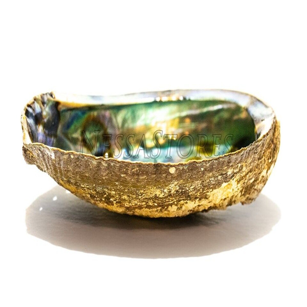 7 Inches Stupendous Refined Abalone Shell