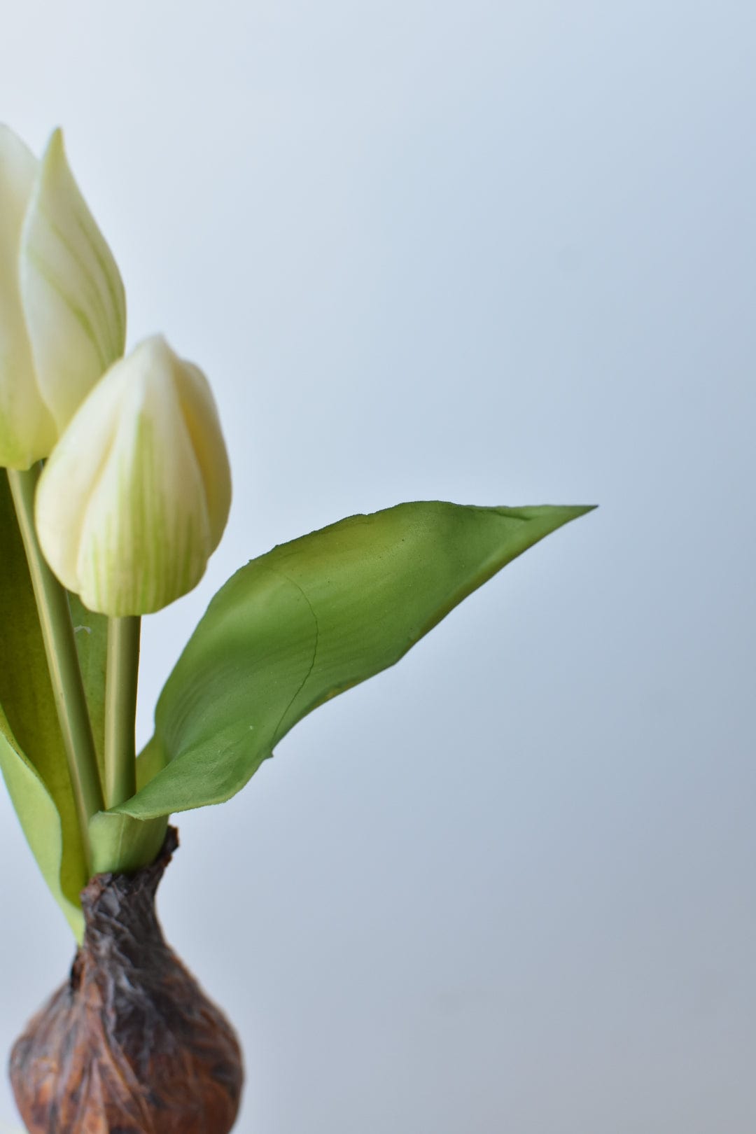 8&#x22; Faux Real Touch White Tulips in Bulb w/pick