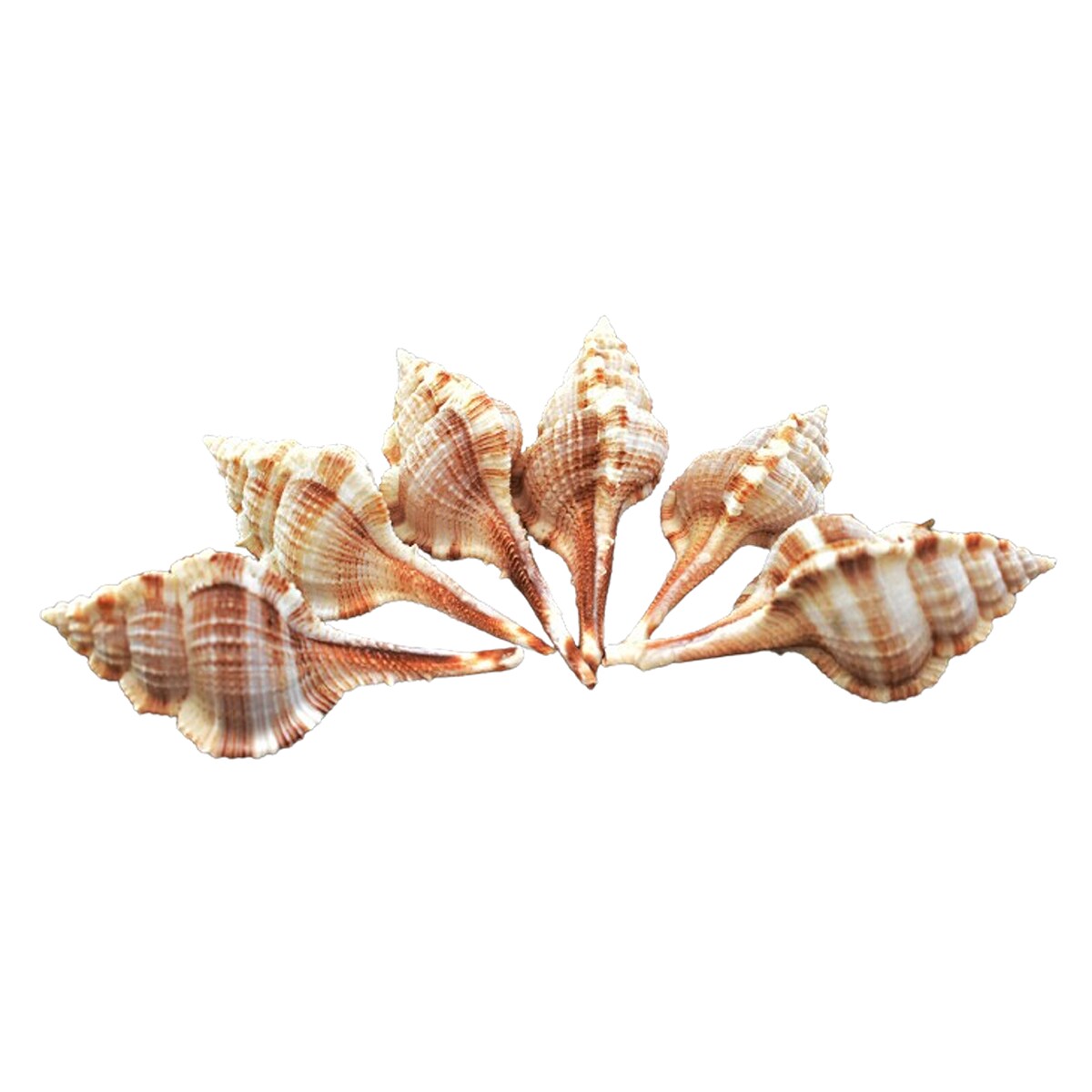 Beautiful Unique Murex Haustellum Shells 6 pcs